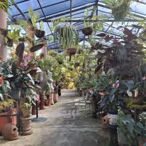 Pareja caminando junto a la alberca y vegetación